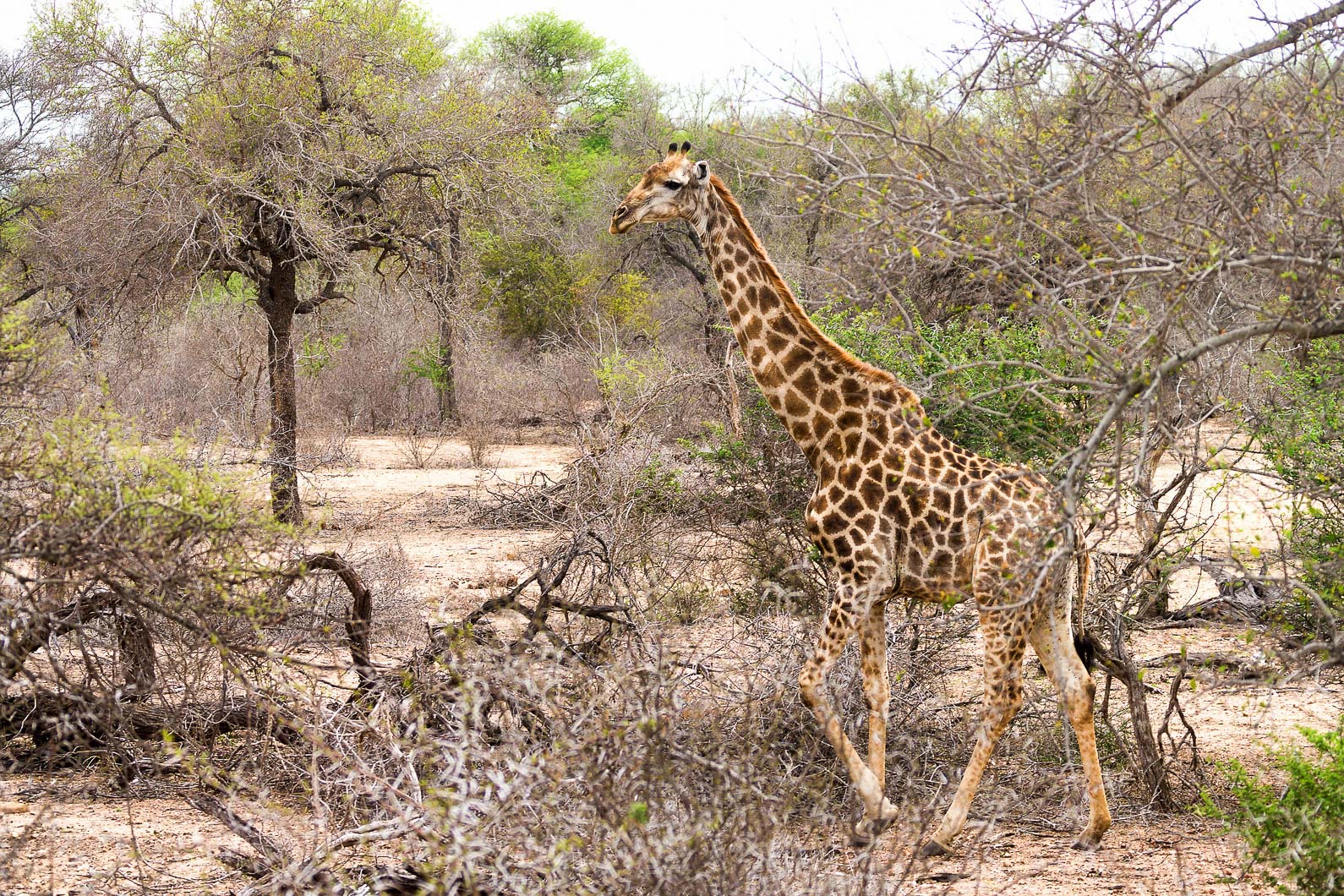 20161112 094625 Giraffen
